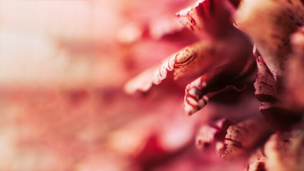 Delicate white and red flower petals