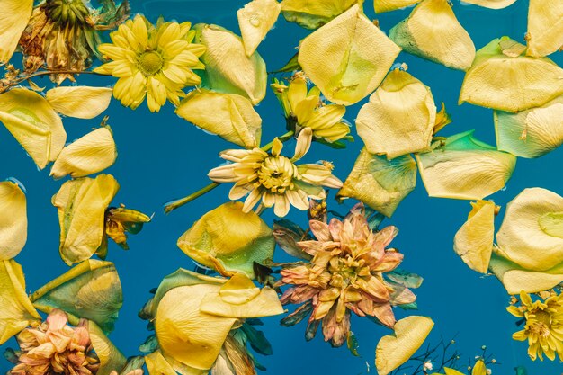 Delicate yellow flowers in blue water