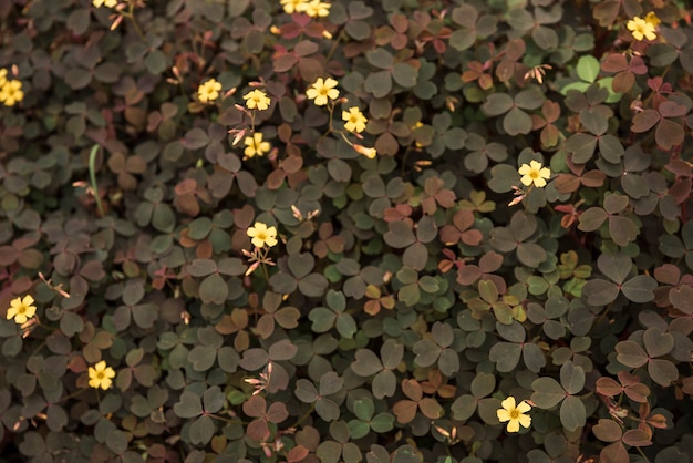 Foto gratuita delicati fiori gialli di acetosa vulcanica