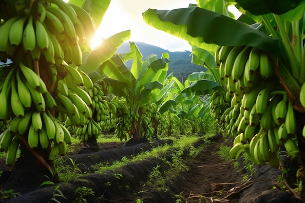 Вкусные бананы в природе