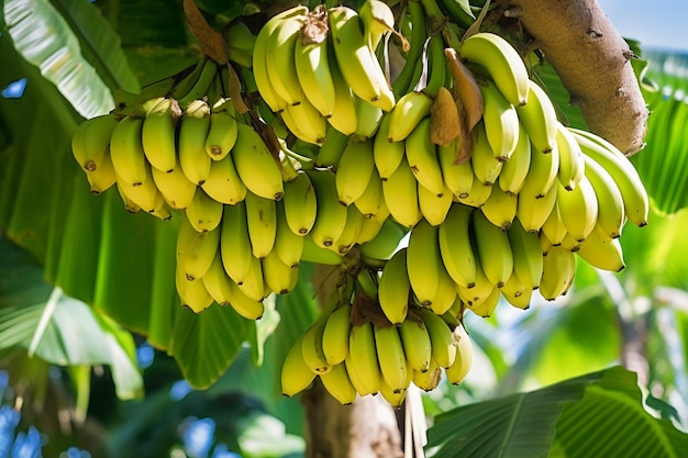 Delicious bananas in nature