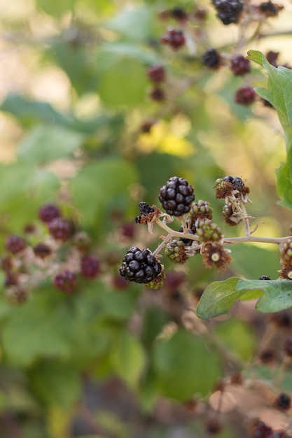 Free photo delicious blackberries plant