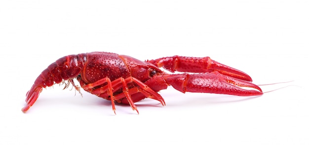 Free photo delicious crayfish