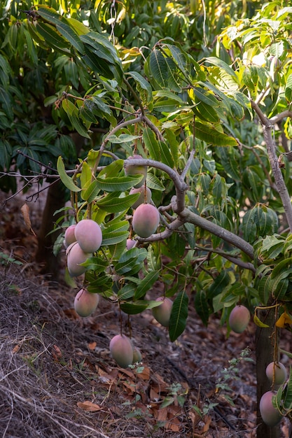 Вкусные сырые плоды манго на дереве