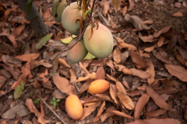 Delizioso frutto di mango crudo in un albero