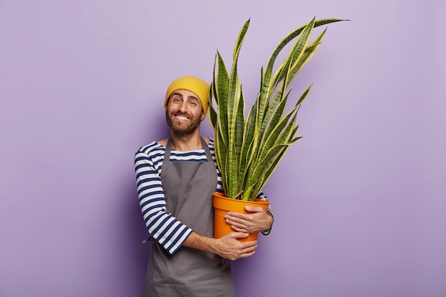 기뻐하는 남성 정원사는 황금색 가장자리가있는 장식용 sansevieria 식물이있는 냄비를 운반합니다.