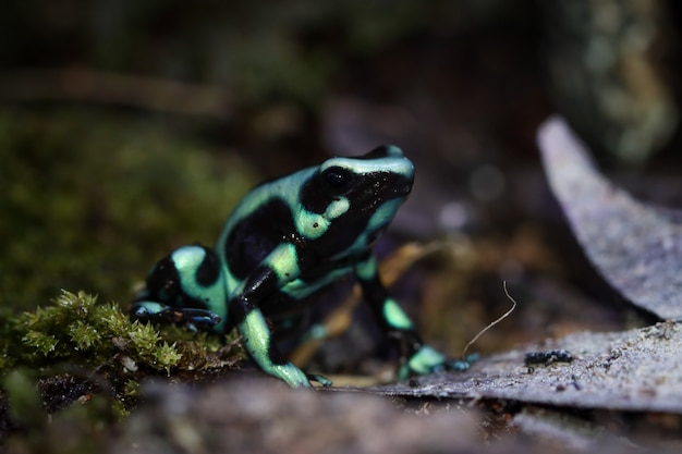 Dendrobates auratus зеленый дротик лягушка крупным планом dendrobates auratus зеленый крупным планом