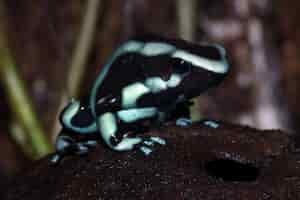 Foto gratuita primo piano verde della rana del dardo di dendrobates auratus