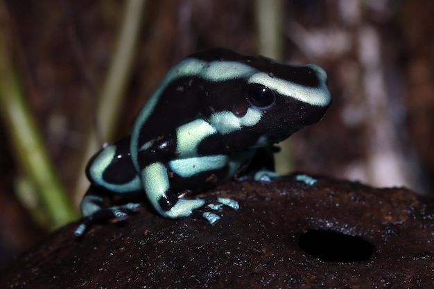 Dendrobates auratus 녹색 다트 개구리 근접 촬영