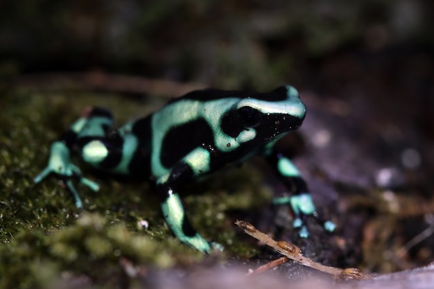 Dendrobates auratus green frog closeup