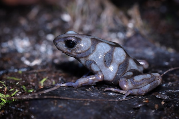 Dendrobates auratus 'Pea Blanca крупным планом, вид сбоку Auratus pena blanca крупным планом