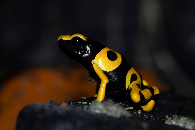 Foto gratuita vista laterale della rana del dardo di dendrobates leucomelas