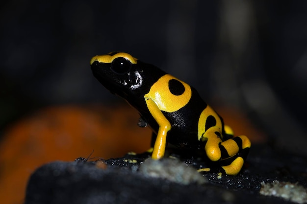 Dendrobates leucomelas 다트 개구리 측면 보기