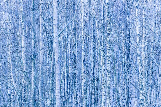 Dense forest of bare birch trees in winter