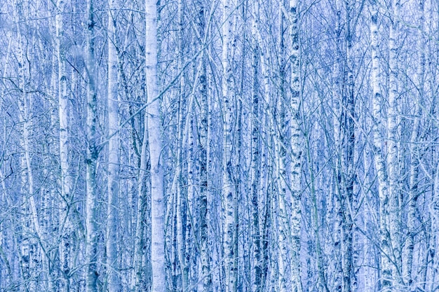 Dense forest of bare birch trees in winter