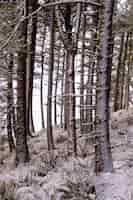 Foto gratuita fitti alberi forestali senza foglie