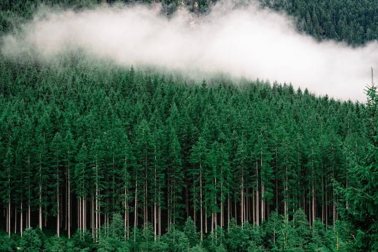 Free Photo dense forest with tall pine trees and fog on it