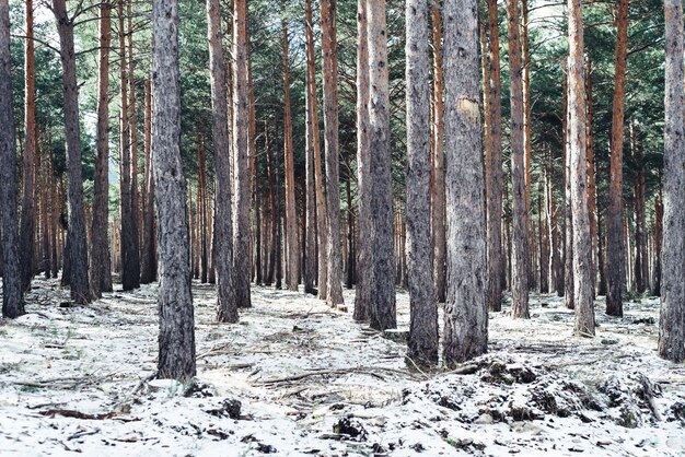 겨울에 키 큰 나무가있는 울창한 숲