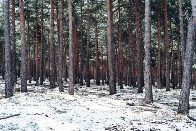 Густой лес с высокими деревьями зимой