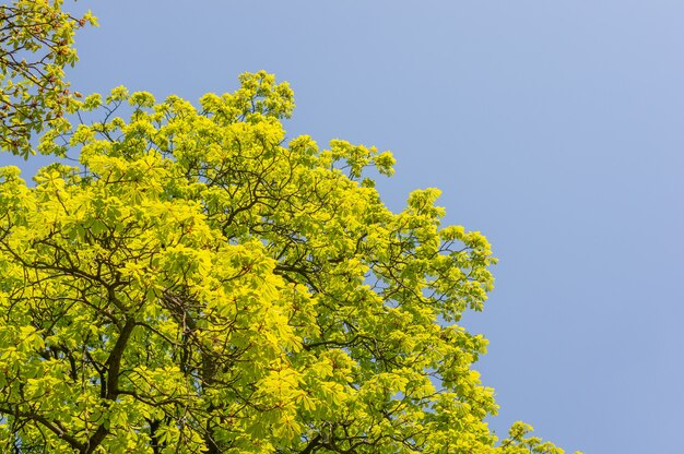 하늘과 나무 꼭대기에 짙은 녹색 잎