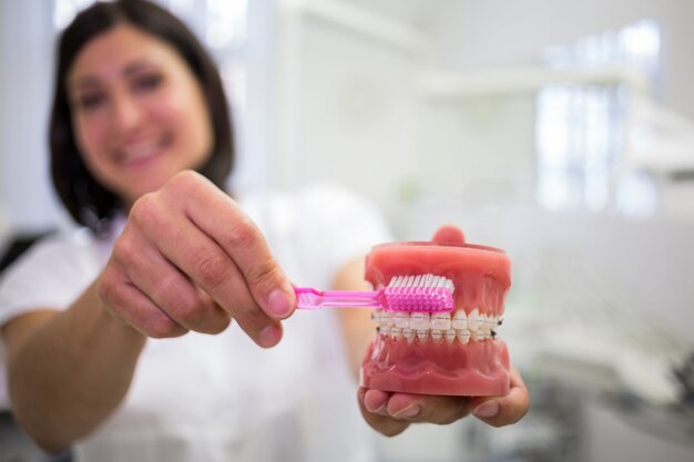 Dentist cleaning dental jaw model with a toothbrush