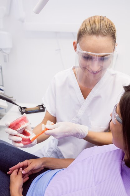 Dentist showing model teeth to female patient