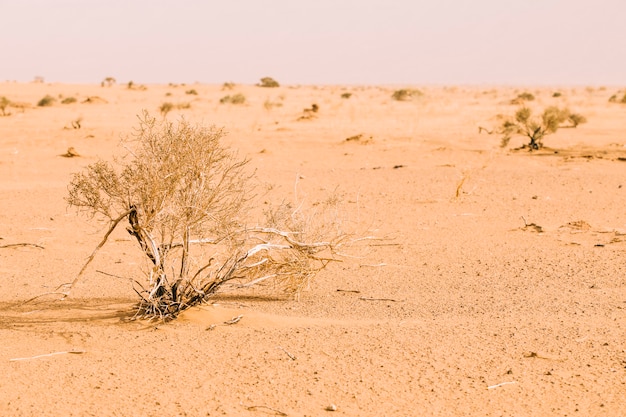 Desert landscape in morocco