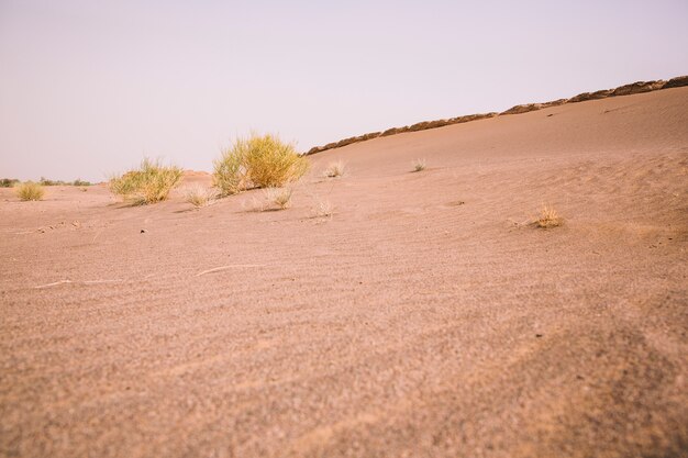 Desert landscape