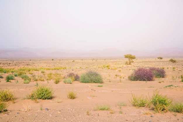 Пустынный ландшафт