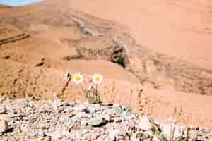 Foto gratuita paesaggio desertico