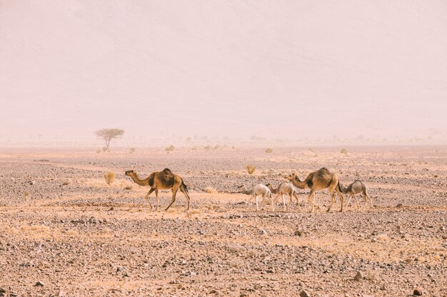 desert landscape