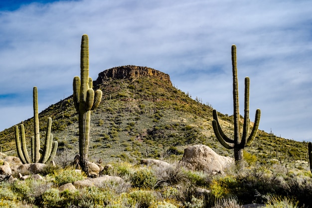 The desert mountain is flanked by Saguaro cactus