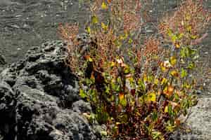 Free photo desert plant growing beside a stone