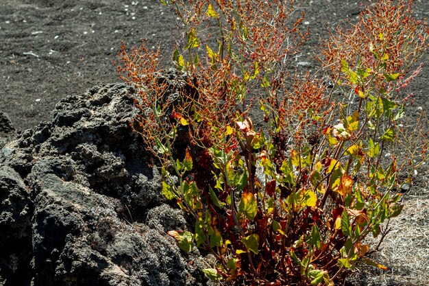 Пустынное растение растет рядом с камнем