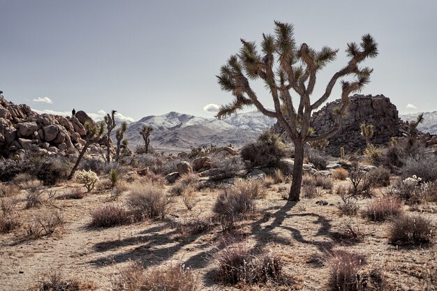 남부 캘리포니아에서 멀리 떨어진 산들과 관목과 나무가있는 사막