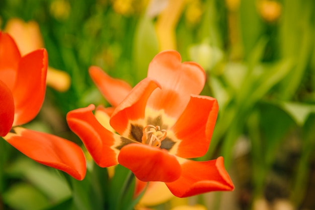 Detail of blooming single red tulip flower