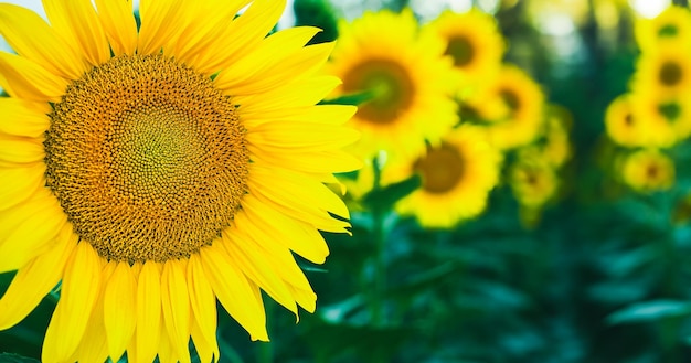 Detail of a blooming sunflower in a field selective focus closeup with free space