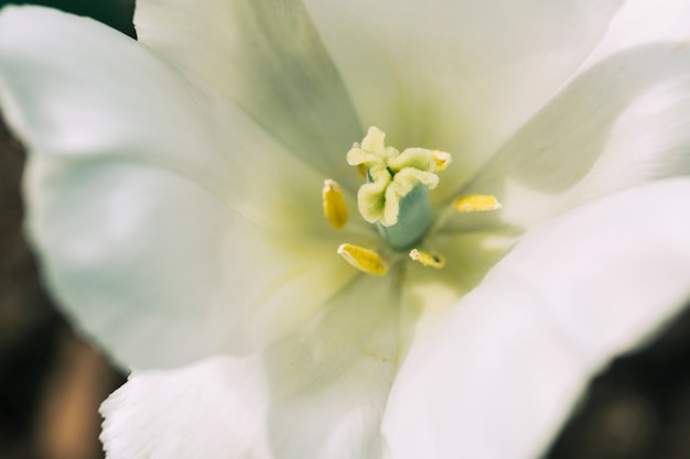 Detail of a blooming white tulip flower