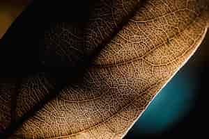 Free photo detail of a brown leaf