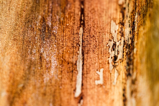 Detail of a brown trunk