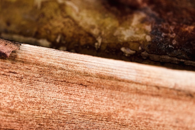 Detail of a brown trunk