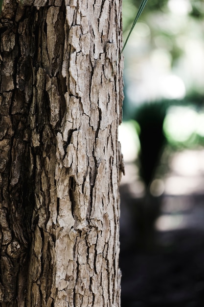 Free photo detail of a brown trunk