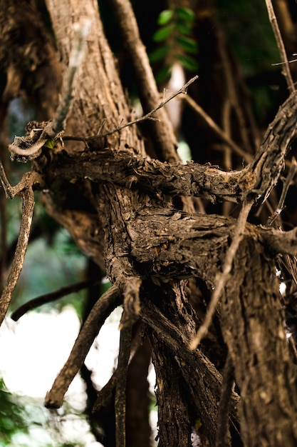 Detail of brown wooden trunk