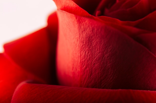 Деталь свежей красной розы