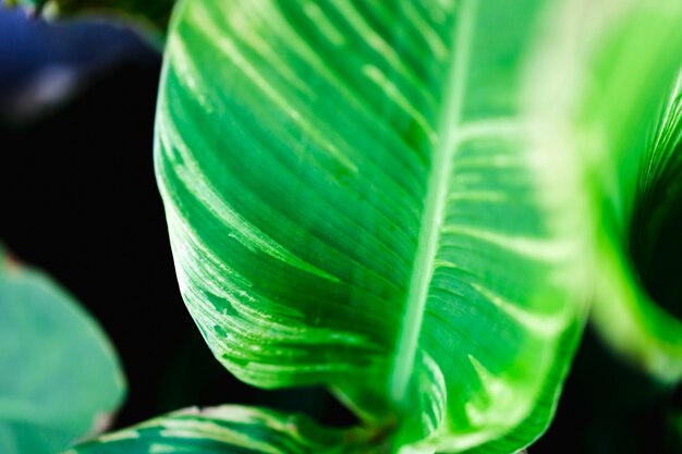 Detail of a green leaf