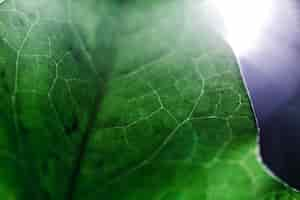 Free photo detail of a green leaf