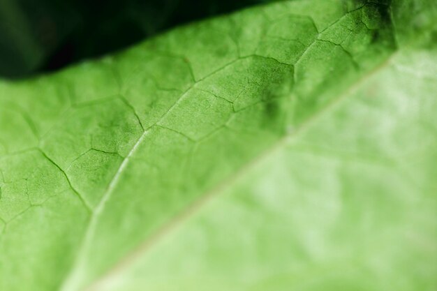 Detail of a green leaf