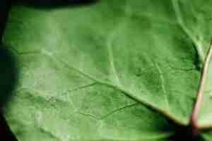 Free photo detail of a green leaf