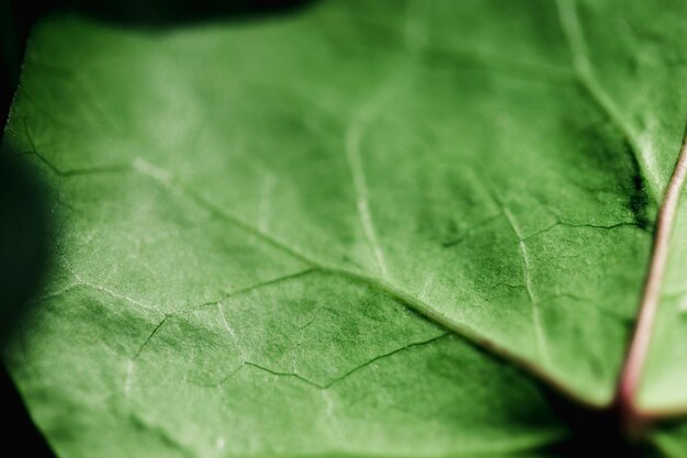 Detail of a green leaf