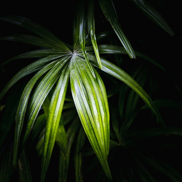 Detail of a green leaf